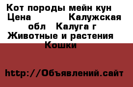 Кот породы мейн-кун  › Цена ­ 7 000 - Калужская обл., Калуга г. Животные и растения » Кошки   